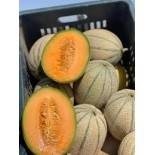 كنتلوب عرايشي