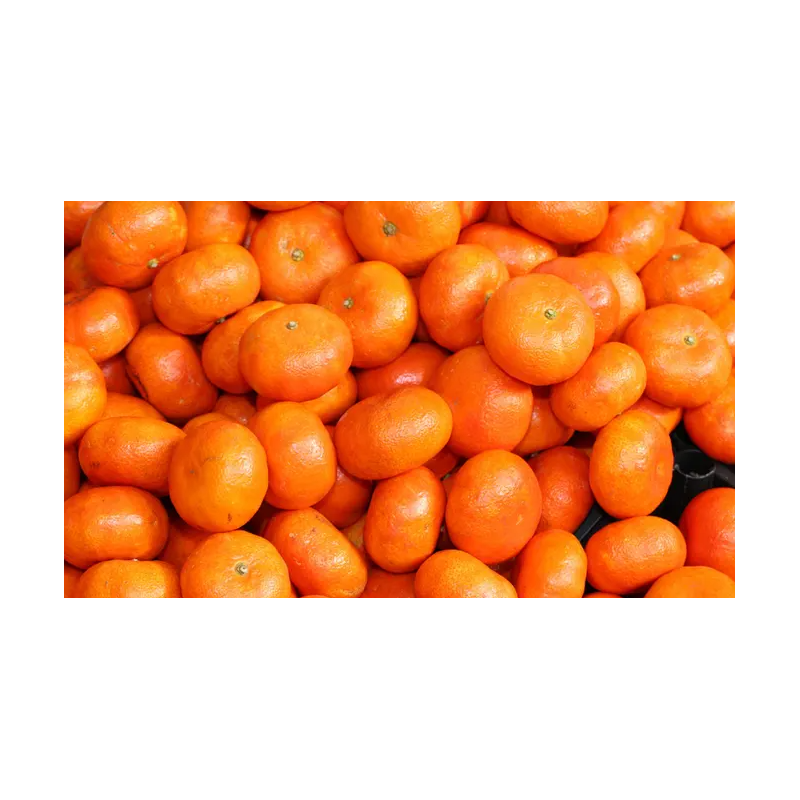 عرض كلمنتينا