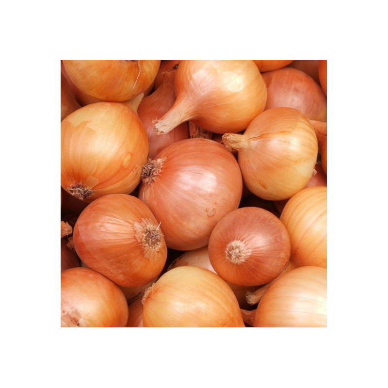 عرض بصل أبيض بدون فرز