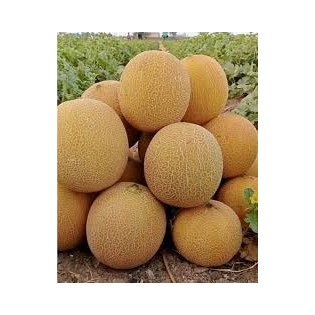 عرض الكنتالوب