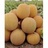 عرض الكنتالوب