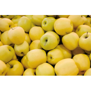 عرض التفاح الاصفر