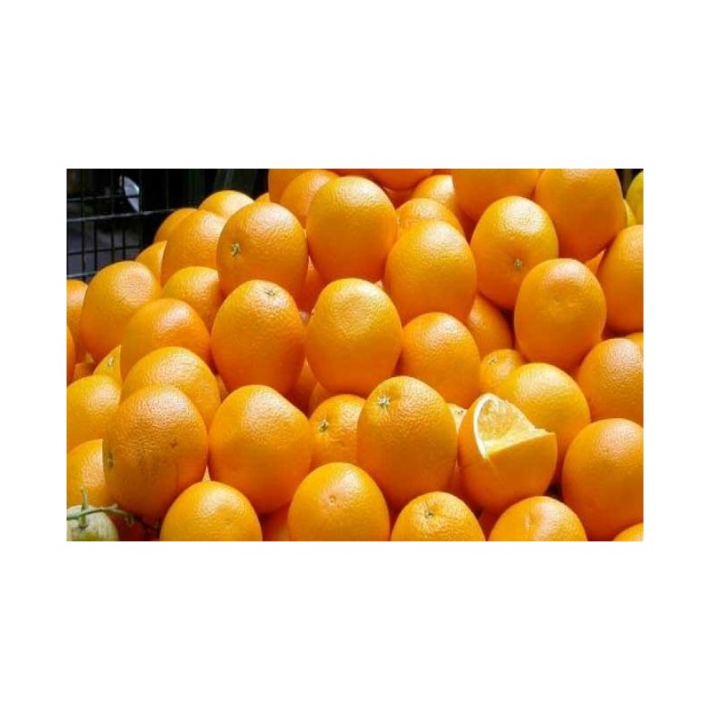 عرض البرتقال