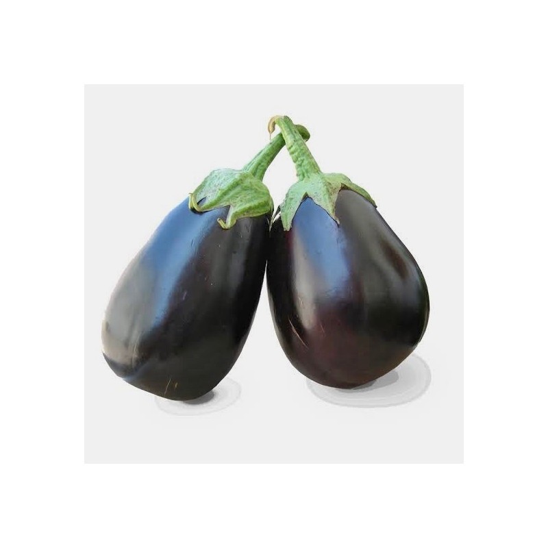 باذنجان رومي