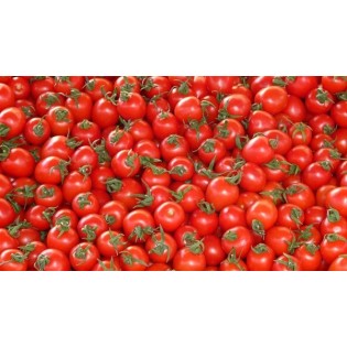 عرض الطماطم ال 20 ك