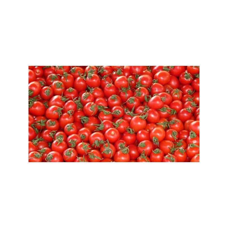 عرض الطماطم ال 20 ك