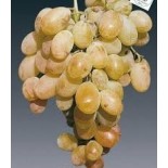 عنب جناكليس